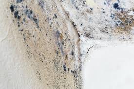 Best Emergency Mold Remediation  in Princeton, MN